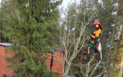 Hoitoleikkaukset ja arboristipalvelut